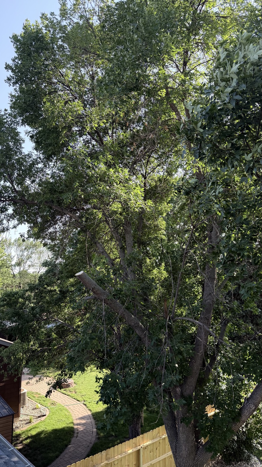 Tree canopy thinned — Consider It Done, Sioux Falls