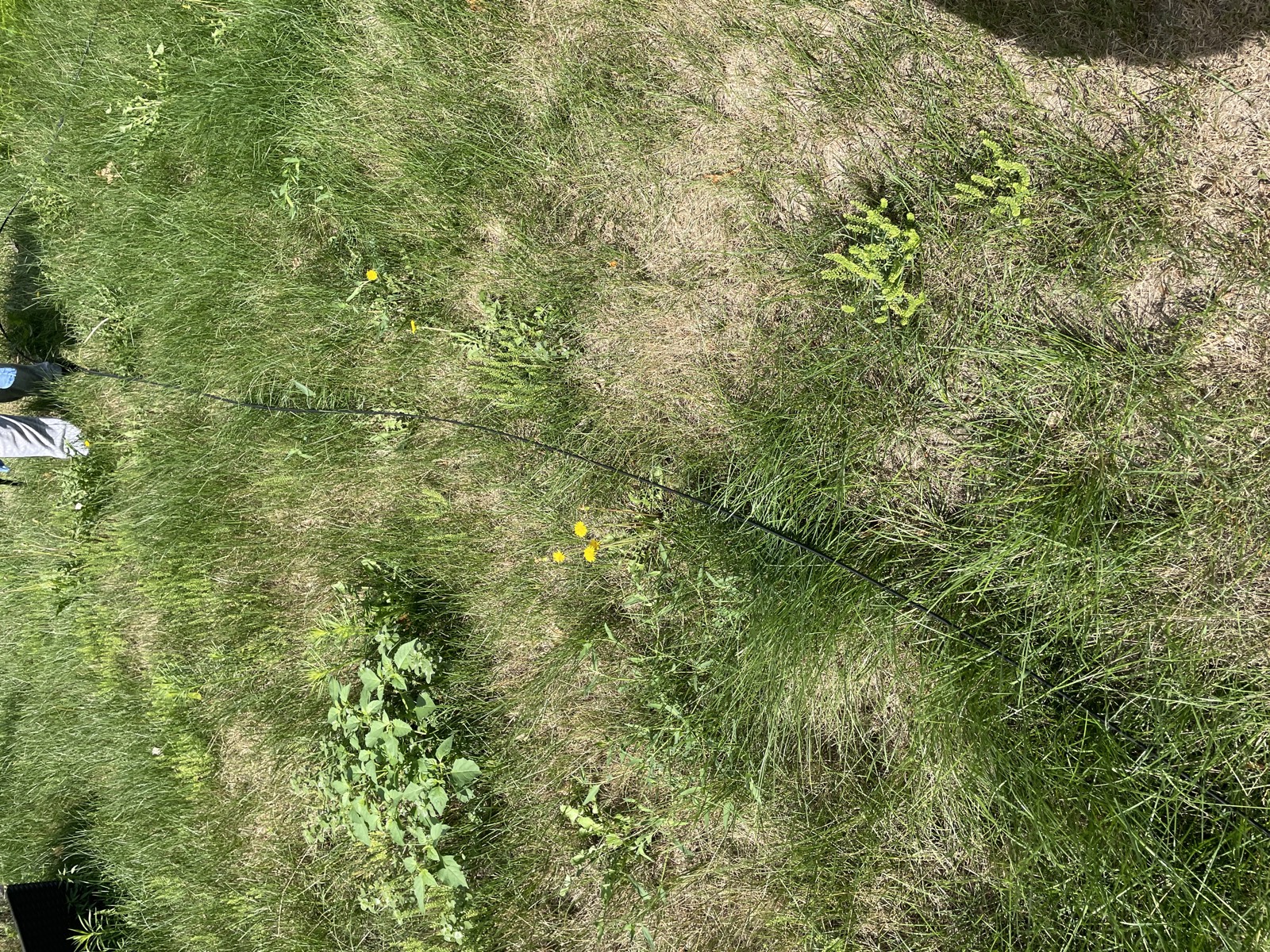 Yard overgrowth before — Consider It Done, Sioux Falls